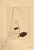 藏品(金線草)的圖片